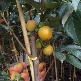 Kaki 'Cioccolatino'
