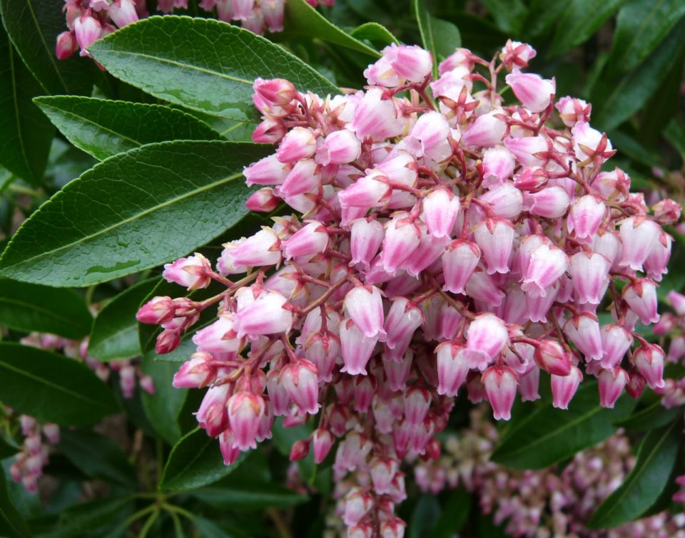 Pieris japonica