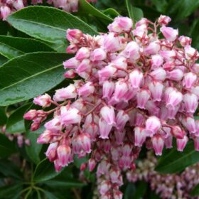 Pieris japonica