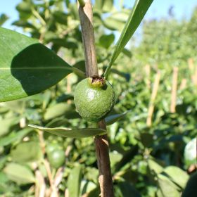 Jagodna guava