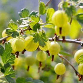 Zeleni ogrozd 'Hinnonmaki Gron'