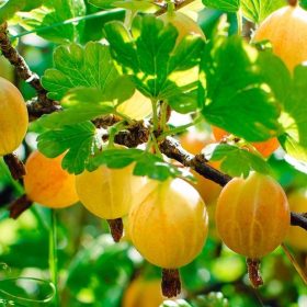 Žuti ogrozd 'Hinnonmaki Gul'