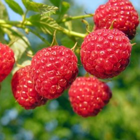 malina polana