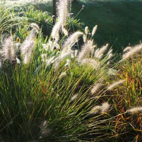 Pennisetum alopecuroides