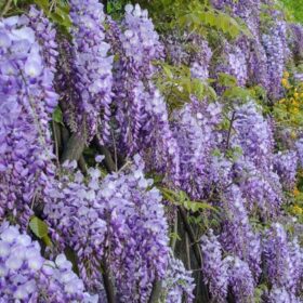 Glicinija 'Prolific'