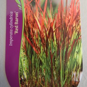 IMPERATA RED BARON
