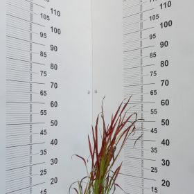 Imperata "Red baron"
