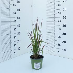 Imperata 'Red Baron'