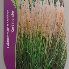 calamagrostis overdam