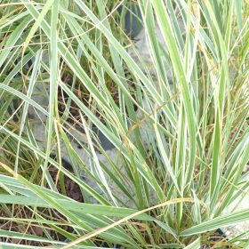 Calamagrostis 'Overdam'