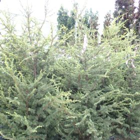 Libanonski cedar - Vrtni centar