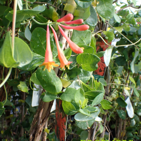 DROPMORE SCARLET