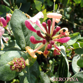 Kozokrvina 'Serotina'