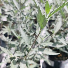 Kariopteris 'Sterling Silver'