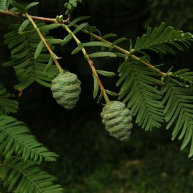 Metasekvoja