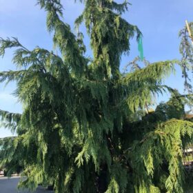 Nutkanski pačempres