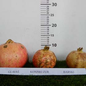 usporedba ploda nara