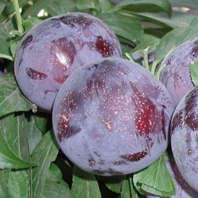 Šljiva 'Laroda'