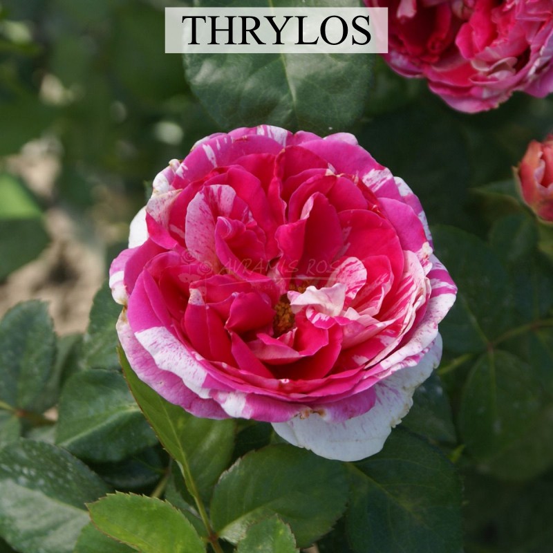 Thrylos Drijen thrylos-drijen
