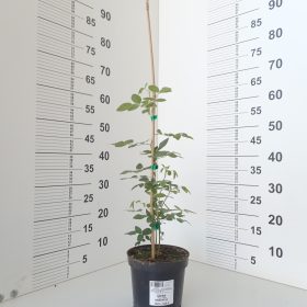 Rosa villosa Karpatia