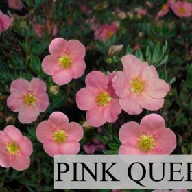 Grmolika petoprsta 'Pink Queen'