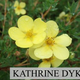 Grmolika petoprsta 'Katherine Dykes'