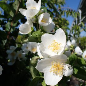 Obični pajasmin
