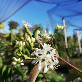 Heptacodium miconioides 