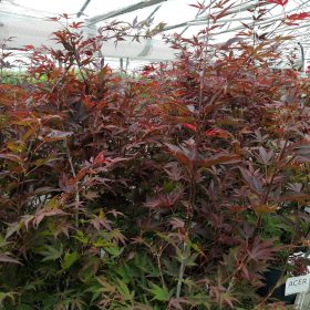 Japanski javor ’Atropurpureum’