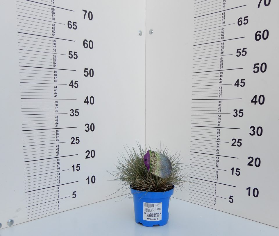 Festuca glauca Elijah Blue - Slika 2
