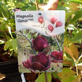 Magnolija 'Genie'