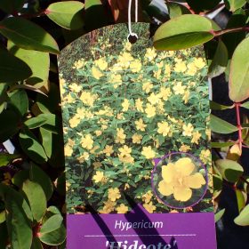 Hiperikum 'Hidcote'