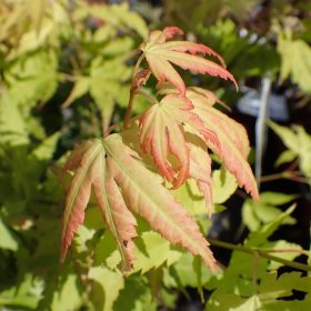 Japanski javor 'Katsura'