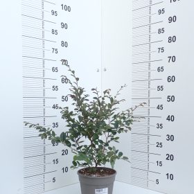 LOROPETALUM