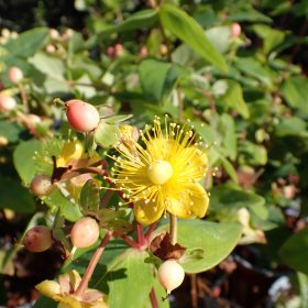 Hiperikum 'Magical Beauty'
