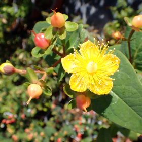 Hypericum 'Magical Pumpkin'