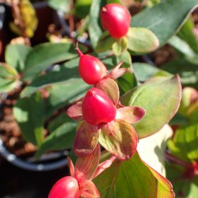 Hiperikum 'Magical Red Fame'