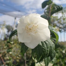 Pajasmin 'Virginal'
