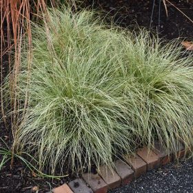 Carex ’Frosted Curls’