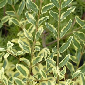 Ligustrum ibota 'Musli'