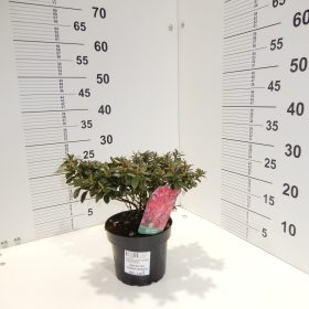 Azalea Geisha Norico