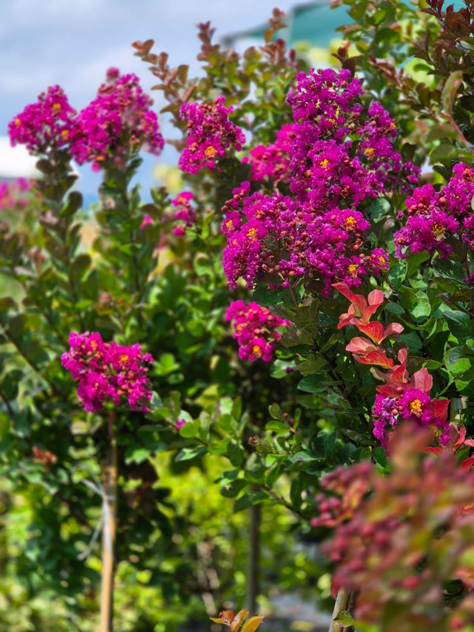 Rhapsody in Pink