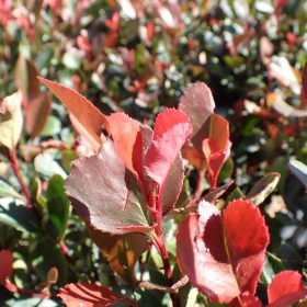 Photinia 'Little Red Robin'
