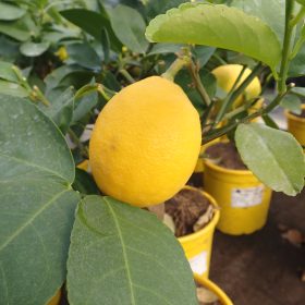 Limona 'Meyer'