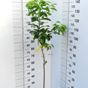 OVALE DI SORENTO 27