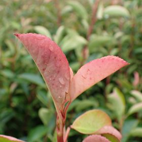 Photinia 'Red Robin'