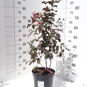 RHAPSODY PINK