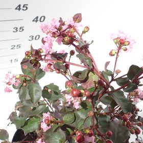 Indijski jorgovan 'Rhapsody in Pink'