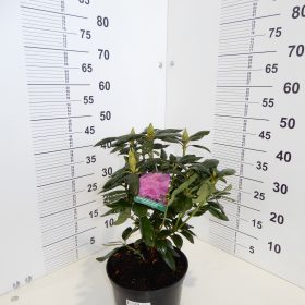 Rododendron English Roseum C4