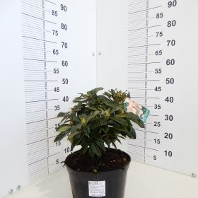 Rododendron Golden Torch C7,5